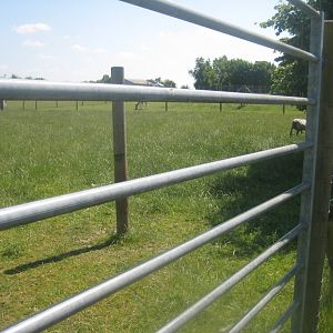 Enghave Dyre- og Naturpark - Heidschnucke sheep exhibit