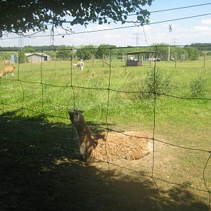 Enghave Dyre- og Naturpark - Llama exhibit