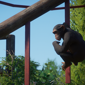 Western Chimpanzee (Planet Zoo)