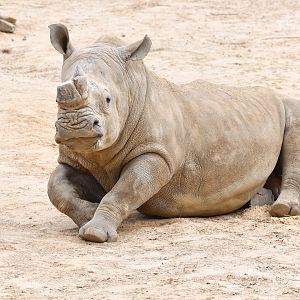 Otto Bull  White Rhino