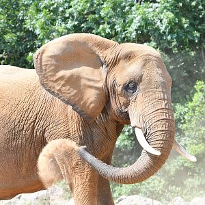Opal Female African Elephant