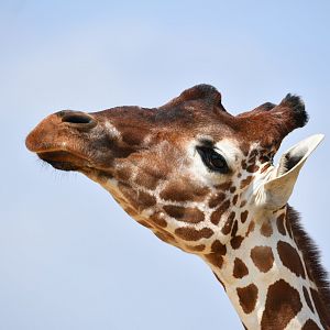 Nzuir  Female Reticulated Giraffe