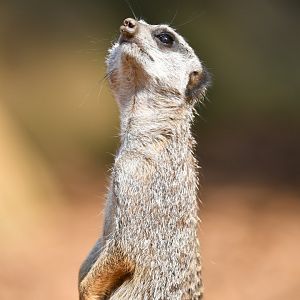 Male Slender Tailed Meerkat