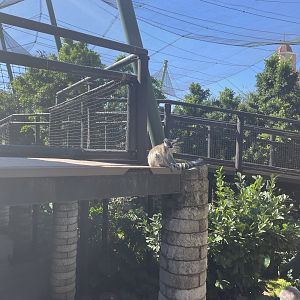 Free Roaming Ring-Tailed lemur - May 2021
