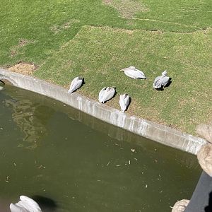 Great White Pelicans - May 2021