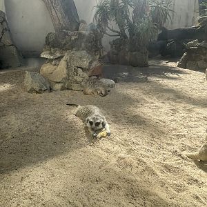Meerkat - May 2021