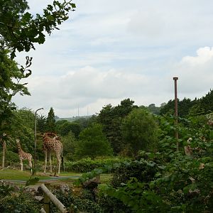 Six Rothschild's giraffes, July 2021