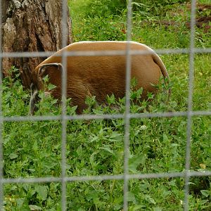 The last of the Red River Hogs, July 2021