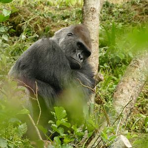 Western lowland gorilla, July 2021