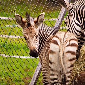 Hartmann's Zebra Foal