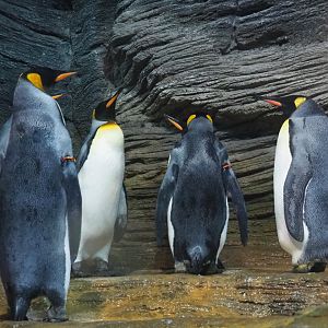 King penguins (Aptenodytes patagonicus), 2021-06-12