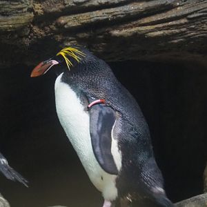 Macaroni penguin (Eudyptes chrysolophus), 2021-06-12
