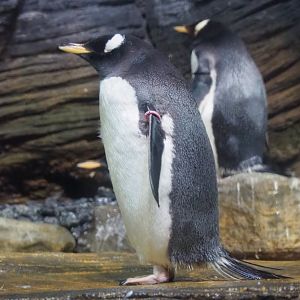 Subantarctic gentoo penguin (Pygoscelis papua papua), 2021-06-12