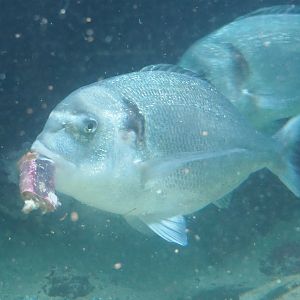 Gilthead seabream eating part of a crab (Sparus aurata), 2021-06-12