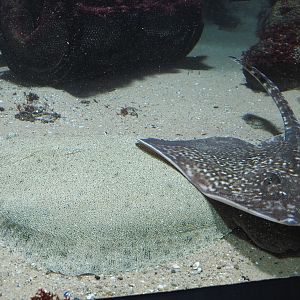 Turbot (Scophthalmus maxima) and Raja species ray, 2021-06-12