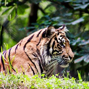 Sumatran Tiger