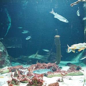 Second North sea shipwreck tank, 2021-06-12