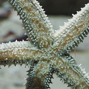Tube feet of Spiny starfish (Marthasterias glacialis), 2021-06-12