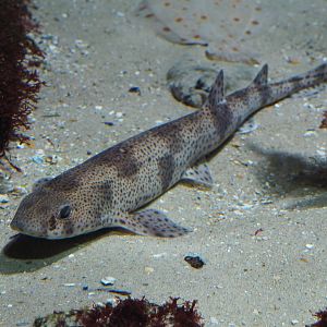 Small-spotted catshark (Scyliorhinus canicula), 2021-06-12