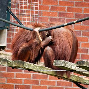 2 Orangutan July 2021