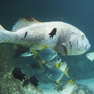 Giant sweetlips (Plectorhinchus albovittatus) and Silver moonies (Monodactylus argenteus), 2021-06-12