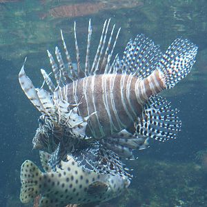 Red lionfish (Pterois volitans), 2021-06-12