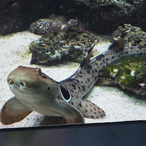 Epaulette shark (Hemiscyllium ocellatum), 2021-06-12
