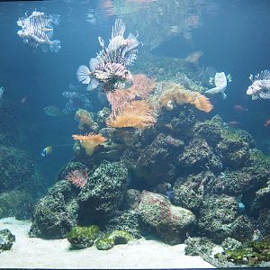 Red lionfish tank, 2021-06-121