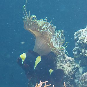 Spine-cheek anemonefish (Premnas biaculeatus) and sea anemone, 2021-06-12