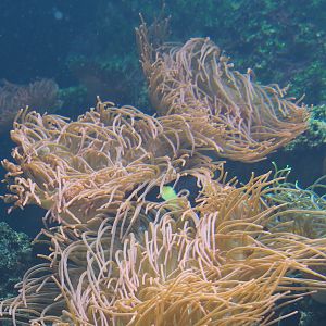Sea anemones (Order Actiniaria),  2021-06-12