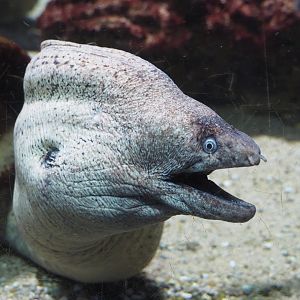 Mediterranean moray (Muraena helena), 2021-06-12