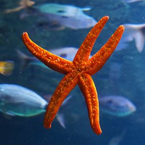 Mediterranean red sea star (Echinaster sepositus),  2021-06-12