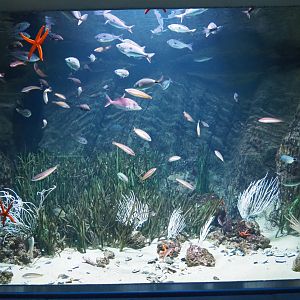 Mediterranean sea grass tank, 2021-06-12