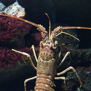 European spiny lobster (Palinurus elephas), 2021-06-12