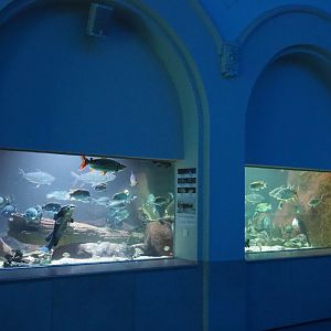 Mixed African rivers tank, 2021-06-12