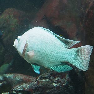 Mozambique tilapia (Oreochromis mossambicus), 2021-06-12