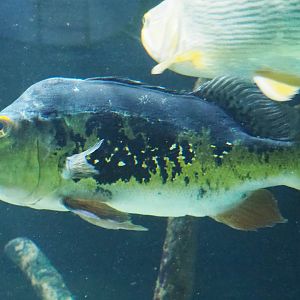 Tucunare peacock bass (Cichla monoculus), 2021-06-12