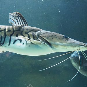Tiger sorubim (Pseudoplatystoma tigrinum), 2021-06-12