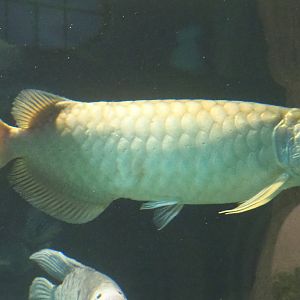 Asian bonytongue or Asian arowana (Scleropages formosus), 2021-06-12