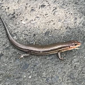 Broad-Headed Skink