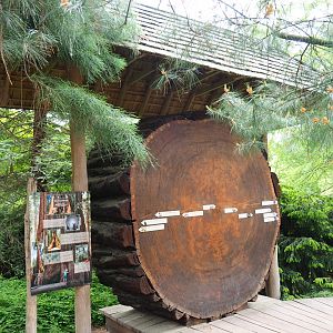 Giant sequioa slice (Sequoiadendron giganteum) display, 2021-06-12