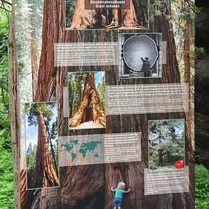 Signage about giant sequoias, 2021-06-12