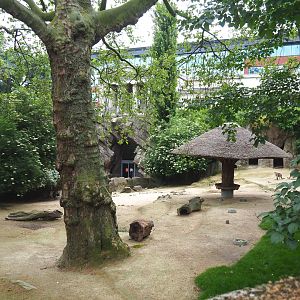 Eastern grey kangaroo paddock, 2021-06-12