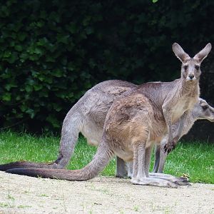Eastern grey kangaroos (Macropus giganteus), 2021-06-12