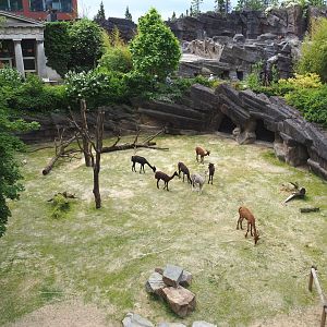 Alpaca and Somali blackhead sheep paddock, 2021-06-12