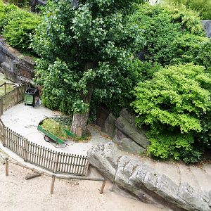Keeper area next to the Alpaca and Somali sheep paddock, 2021-06-12