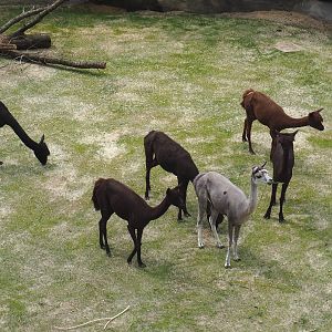 Alpacas (Vicugna pacos), 2021-06-12