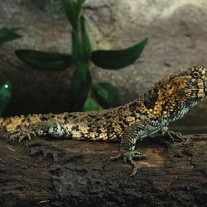 Chinese crocodile lizard (Shinisaurus crocodilurus crocodilurus), 2021-06-12