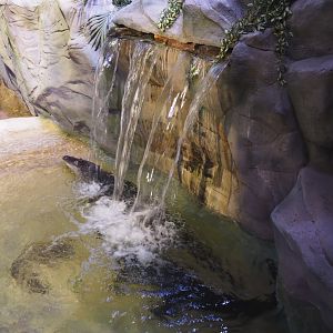 American alligators under waterfall (Alligator mississippiensis), 2021-06-12