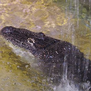 American alligator (Alligator mississippiensis), 2021-06-12